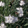Dianthus plumarius -- Federnelke